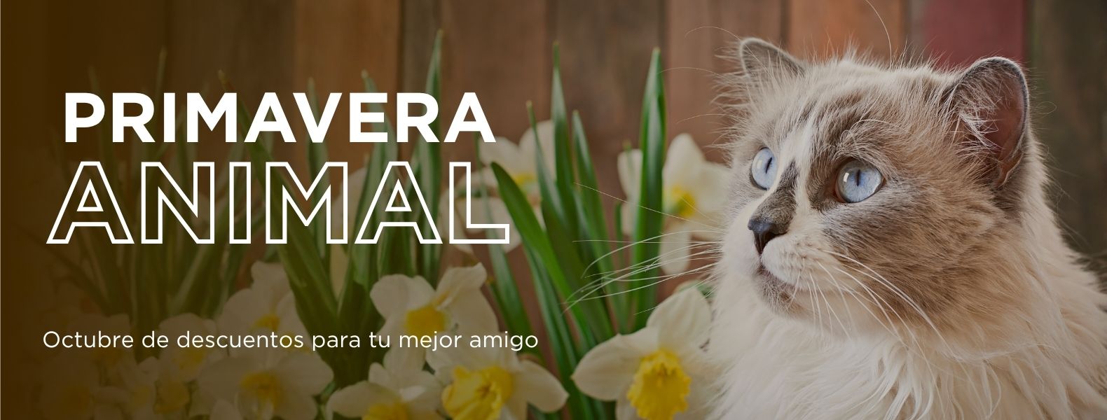 Imagen del slider