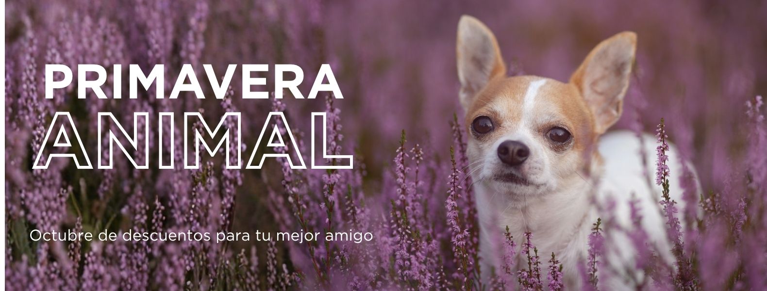 Imagen del slider